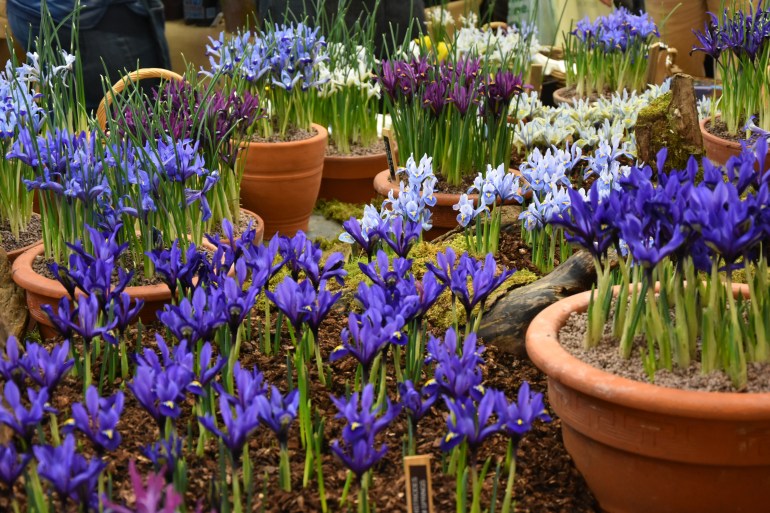 JacquesArmandInternationalIris