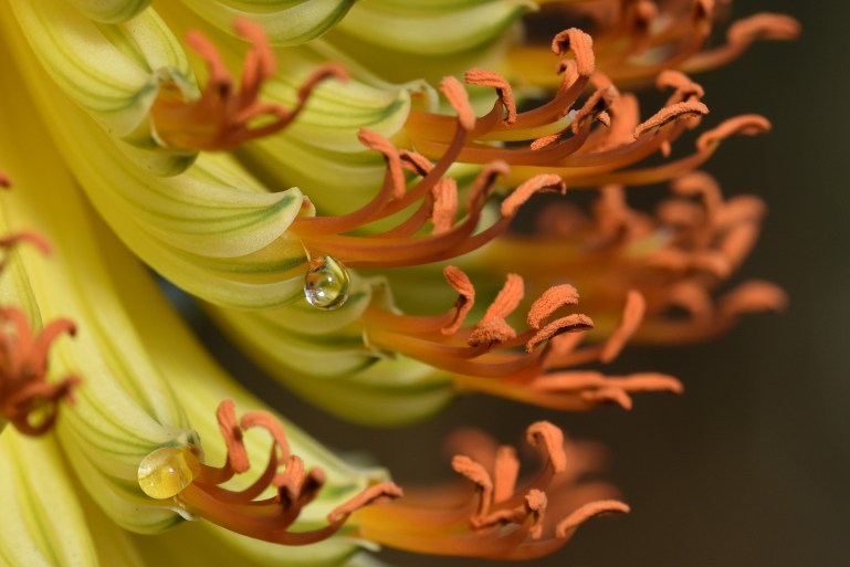 Aloe africanum