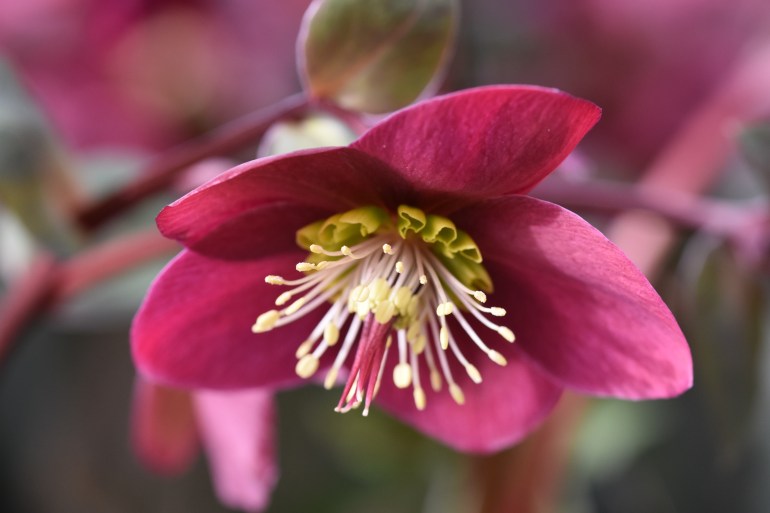 Hellebore Anna's Red