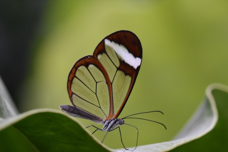 windowpane butterfly 2