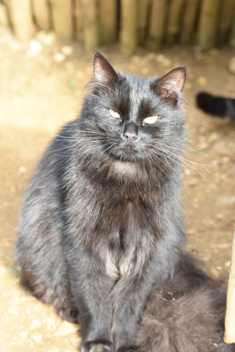 Fino/Alphone/Fluffy ...