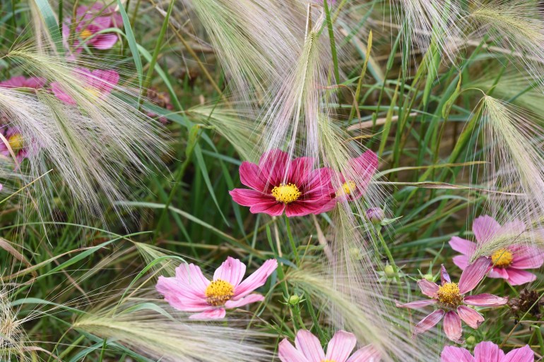 Hordeum jubatum and Cosmos
