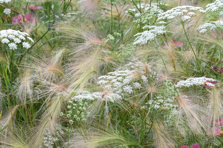 Ammi and Hordeum