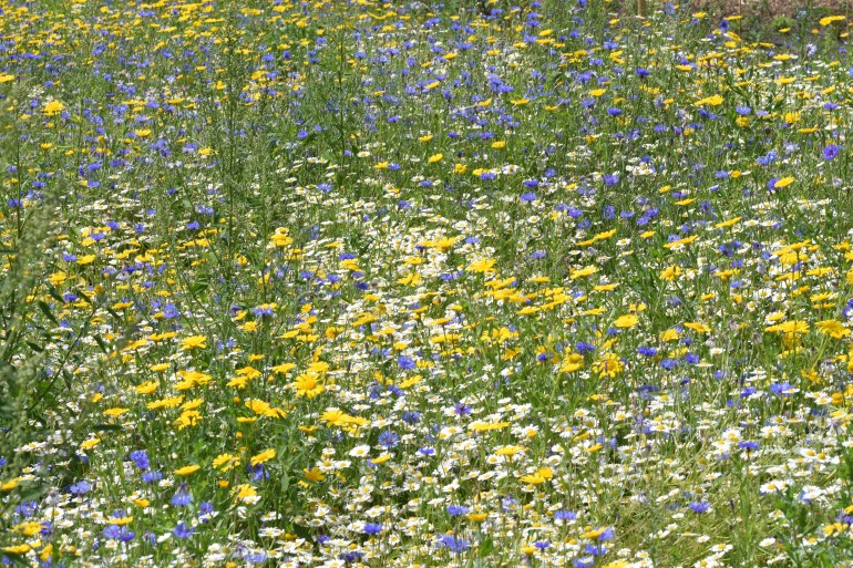 Another patch of Wildflower meadow