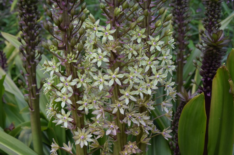 Eucomis