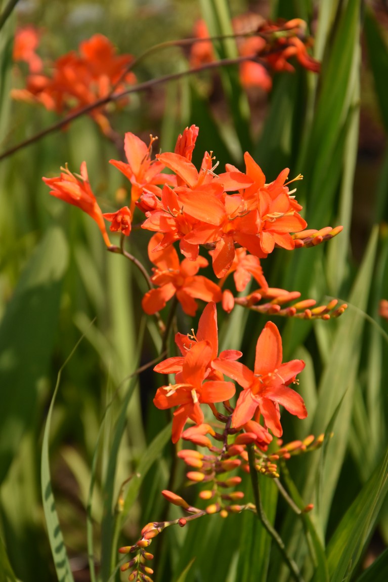 Crocosmia Orange Dream