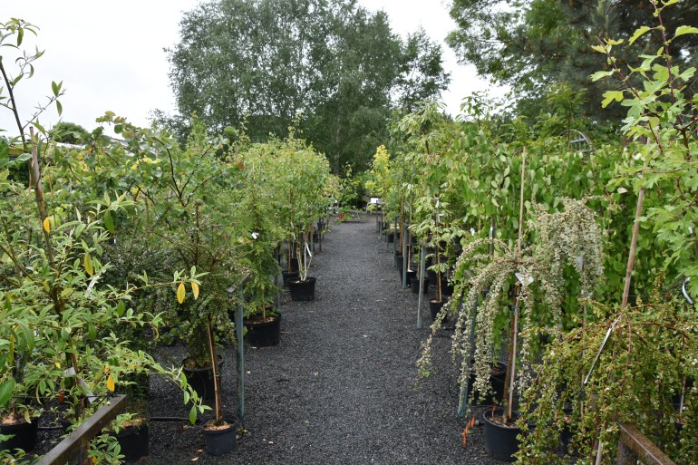 MBO_4819 – The Teddington Gardener