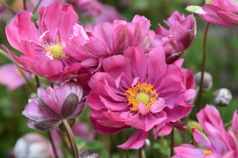 Anemone hybrida Margarete