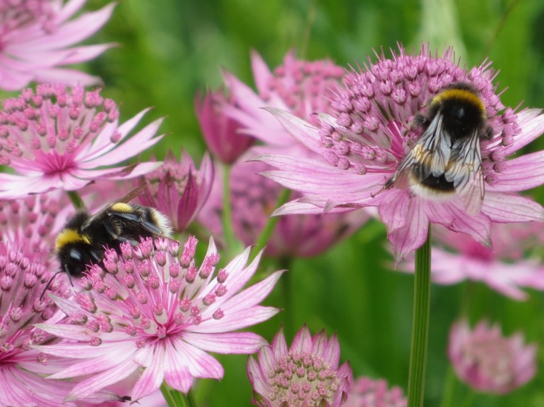 Astrantia Roma Bees 1