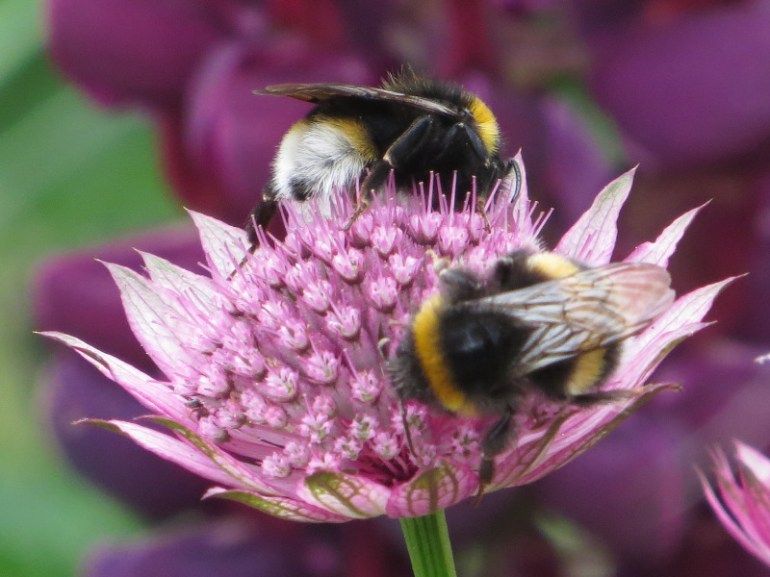 Astrantia Roma Bees