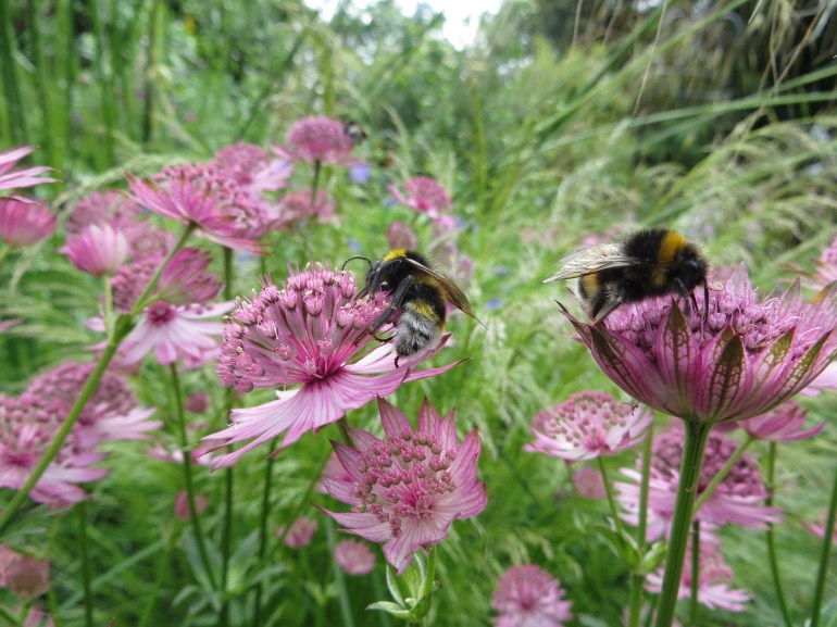 Astrantia Roma Bees