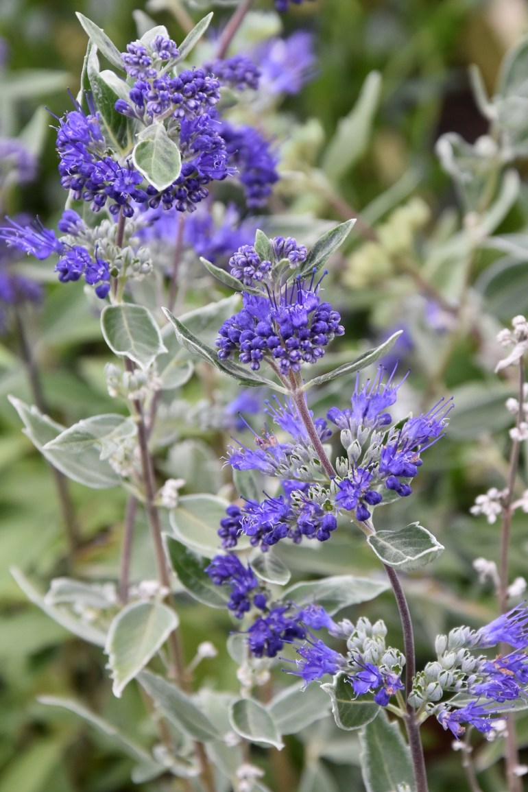 Caryopteris Dark Knight 2