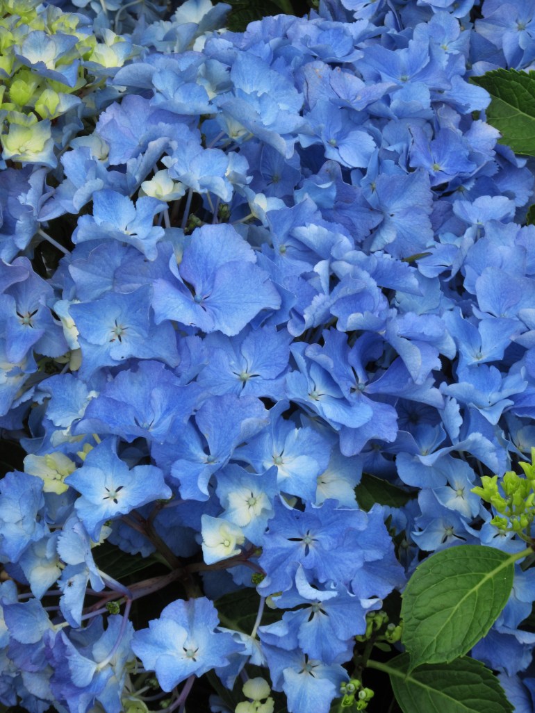 Hydrangea Black Steel