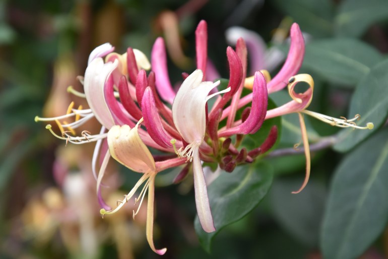 Lonicera peryclymenun Serotina