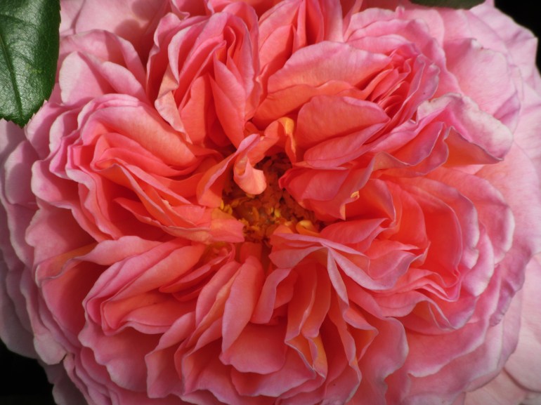 Rosa Abraham Darby