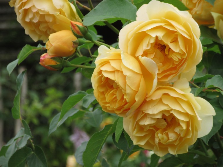 Rosa Graham Stuart Thomas group