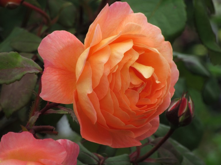 Rosa Lady Emma Hamilton 8