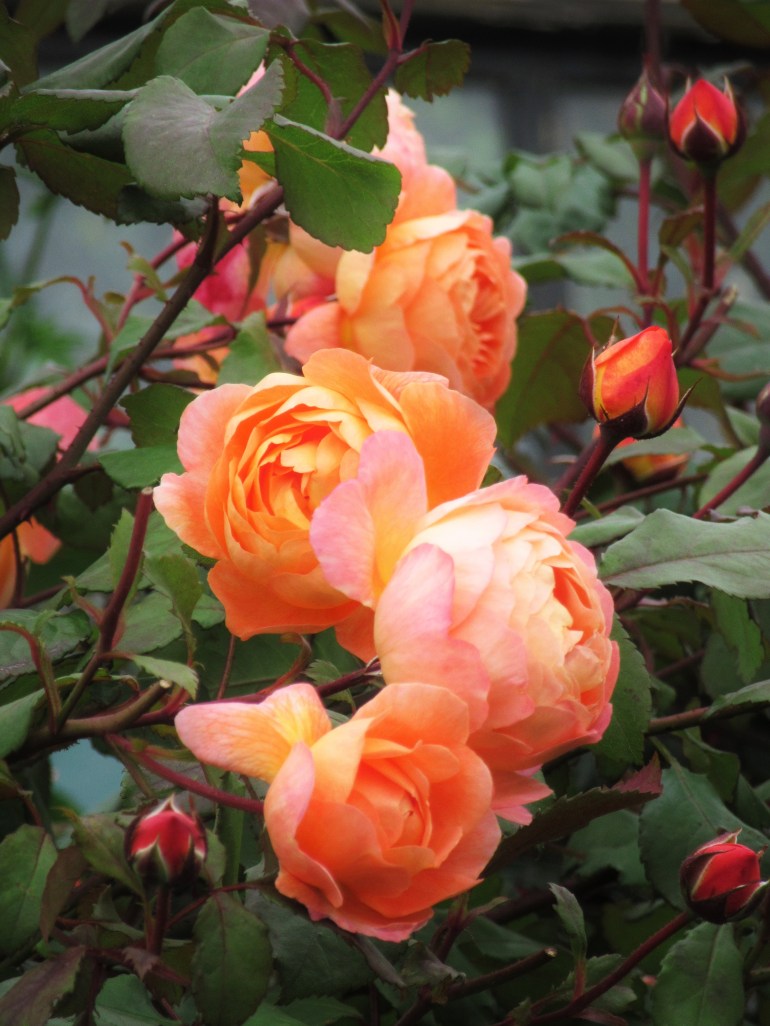 Rosa Lady Emma Hamilton group