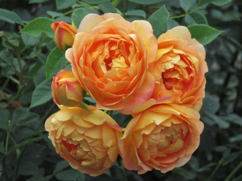 Rosa Lady of Shalott group