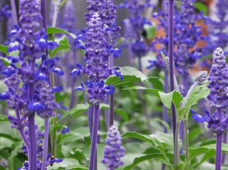 Salvia Sallyfun Blue