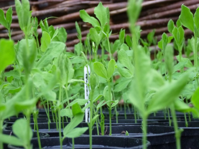 Sweet pea seedlings
