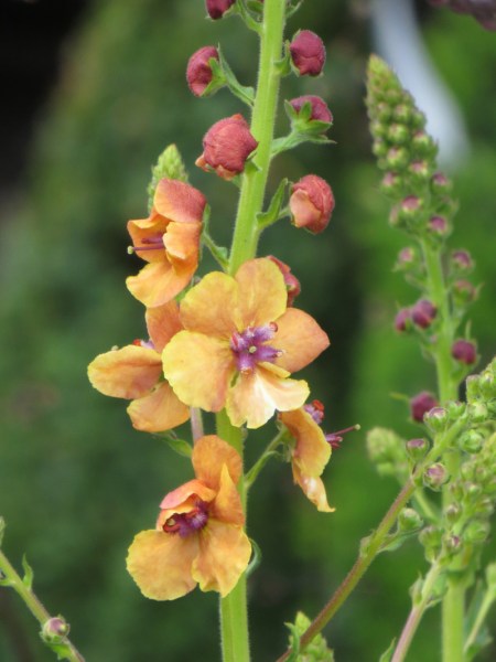 Verbascum 'Clementine'