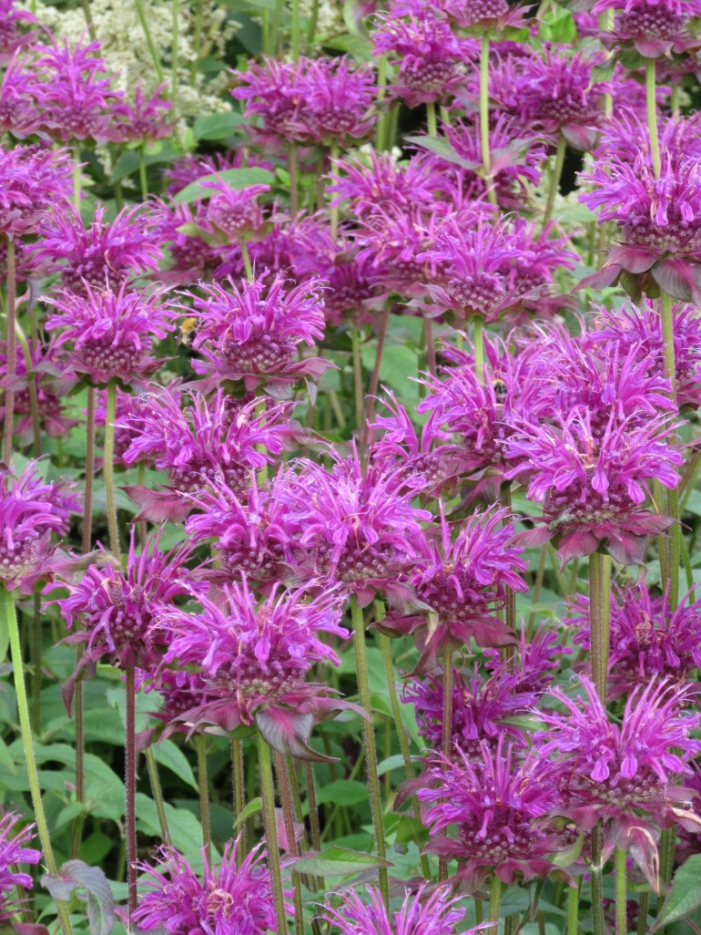 Monarda Scorpion 1