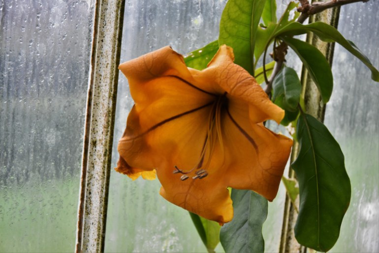 Solandra maxima